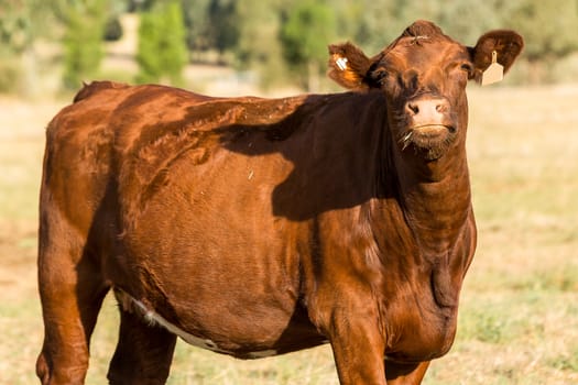 Heard of Hereford cattle in a gree field.