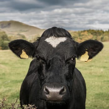 Farming Image Of A Dairy Cow In A Field Facing The Camera