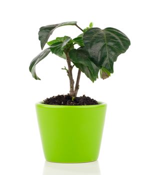 Hibiscus houseplant, isolated on white background. Malvaceae