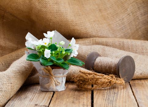 white Saintpaulias flowers in paper packaging, on sackcloth, wooden background