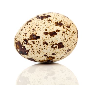 One quail egg. Isolated on white background