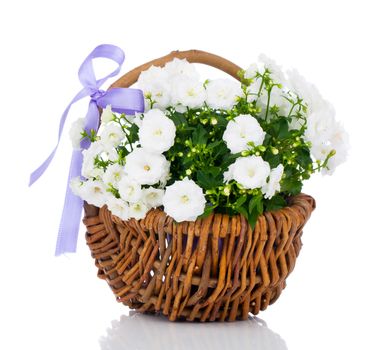 white Campanula terry flowers in the wicker basket, isolated on white background