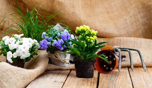 Campanula terry flowers with gardening tools, on sackcloth, on wooden background