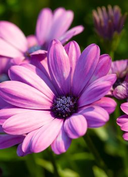 Osteospermum plants, belonging to the Calenduleae, of the sunflower, daisy family Asteraceae.
