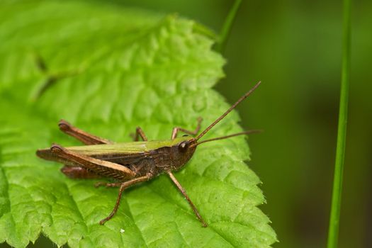 Green brown grasshopper on the leaf with blurred background.