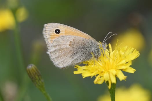 Brown butterfly on yellow flower with blurred background.