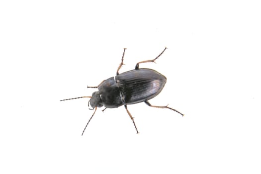 Black bug isolated on a white background