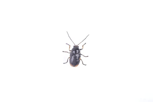 Black bug isolated on a white background