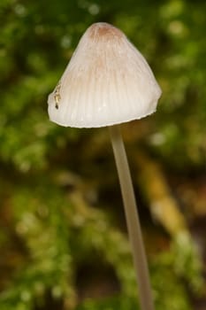 Nice grey mushroom with brown green blurred background.