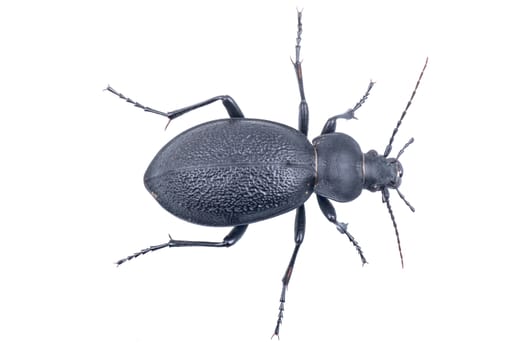 Black bug isolated on a white background