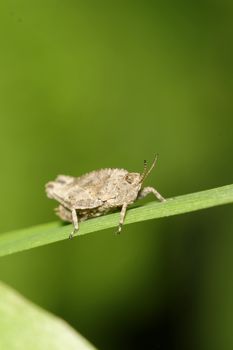 Grasshopper sitting on grass with blurred green background.