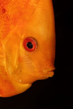 Very nice portrait of orange discu fish.