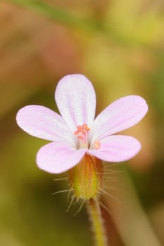 Nice pink flower with sunny blurred background.