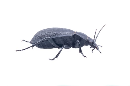 Black bug isolated on a white background