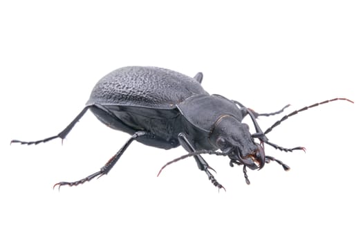Black bug isolated on a white background