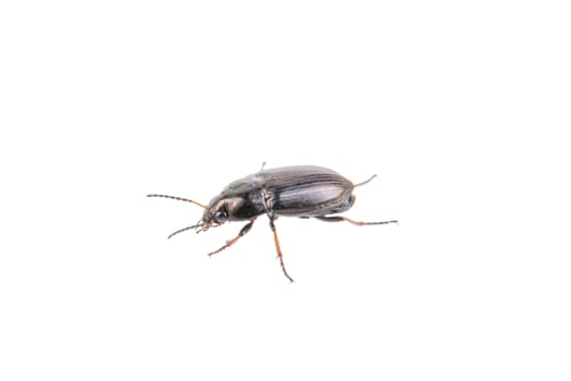 Black bug isolated on a white background