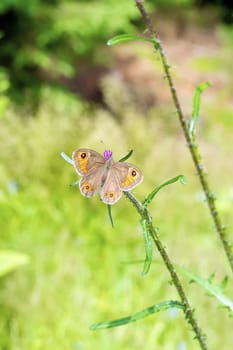 Brown butterfly sitting on a flower