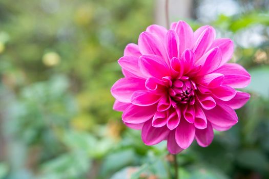 Flower with nice pink blossom and green blurred background.