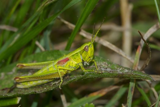 Grasshopper with red wings sitting in the grass.