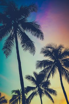 Retro Filtered Palm Trees At Dusk In Hawaii