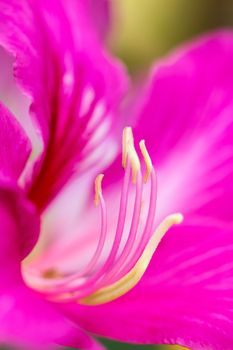 Flower carpel macro, close up