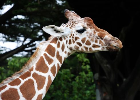 Giraffe portrait showing head and neck against dark and green background.