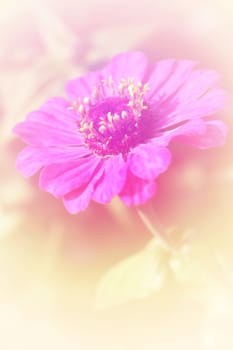 Pink flower bright background