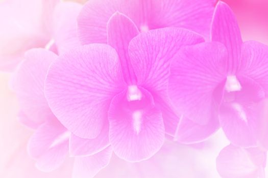 Pink flower bright background