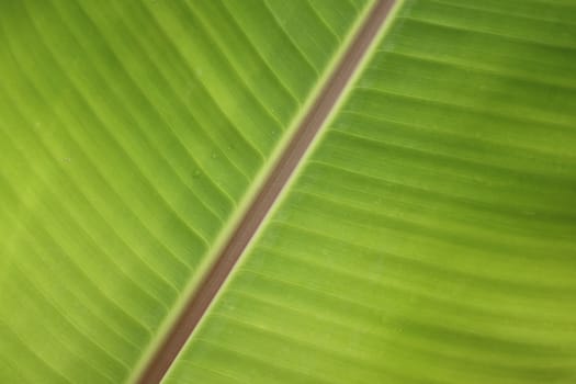 Banana leaf in Thailand have a green color and fresh