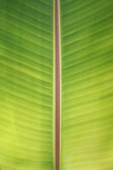 Banana leaf in Thailand have a green color and fresh