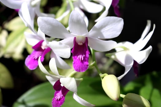 Orchid flower blooming  in the morning