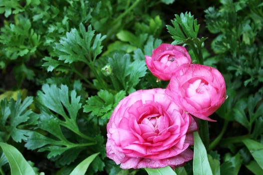 ranunculus flowers in the garden