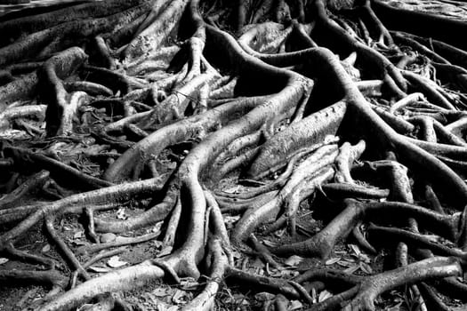 tree root black and white background