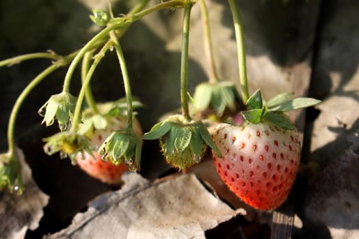 Strawberry farm before harvest