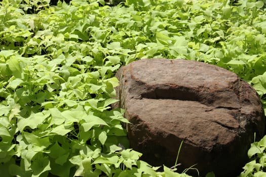 The rock in the garden and surrounded by the grass.