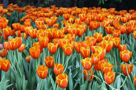 Red tulip flowers in the garden