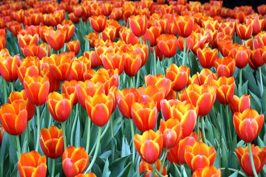 Red tulip flowers in the garden