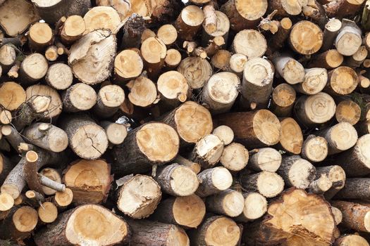   sawed and stacked in a pile of pine trunks during its harvesting. close-up.