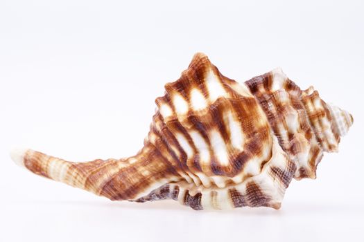 Seashell of horse conch isolated on white background.