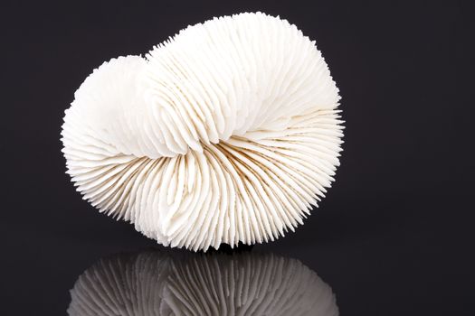  seashell of fungia coral isolated on black background, close up