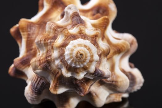 seashell of horse conch isolated on black background, close up