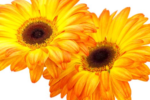 gerbera daisies