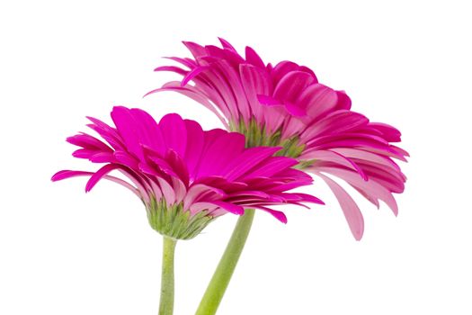 gerbera daisies