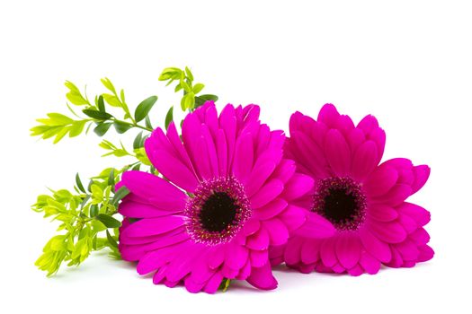 gerbera daisies