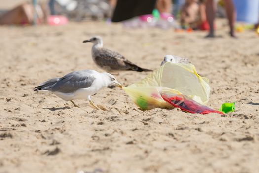 Gulls on the sea shore beach dragged a bag of food with holidaymakers
