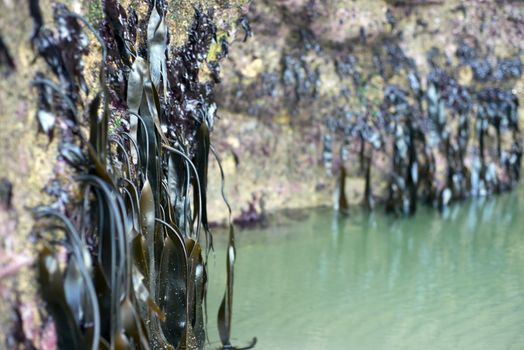 ballybunion cliff face seaweed on the wild atlantic way at low tide