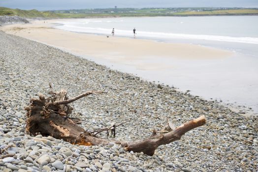 driftwood on pebbled ballybunion beach beside the links golf course in county kerry ireland
