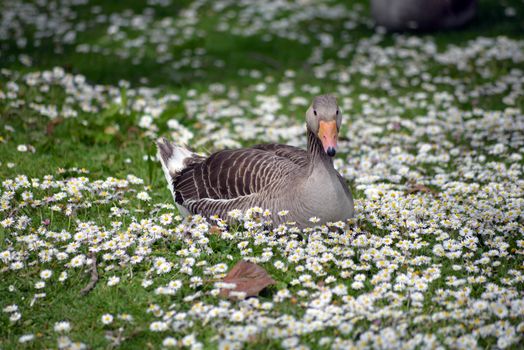 duck among daisies in fota wildlife park near cobh county cork ireland