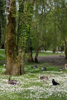 ducks among daisies in fota wildlife park near cobh county cork ireland
