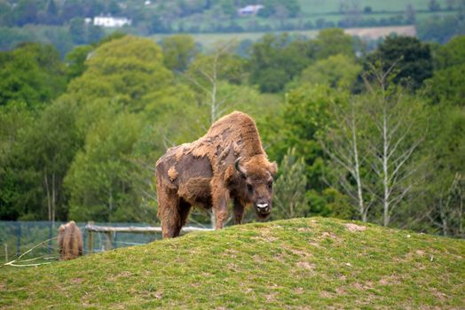 European Bison in fota wildlife park near cobh county cork ireland